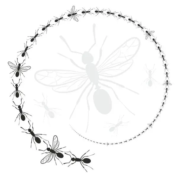 Vector illustration of Frame with ants.