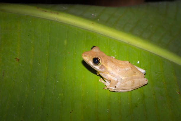 istock Yellow Tree Frog (boophis) sitting on a green leaf, Nosy Komba, Madagascar 902196444