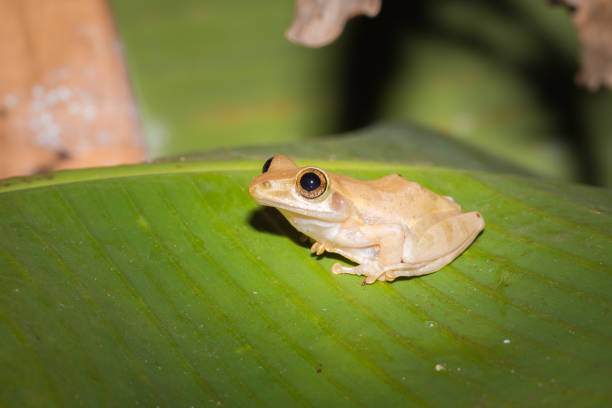 istock Yellow Tree Frog (boophis) sitting on a green leaf, Nosy Komba, Madagascar 902196460