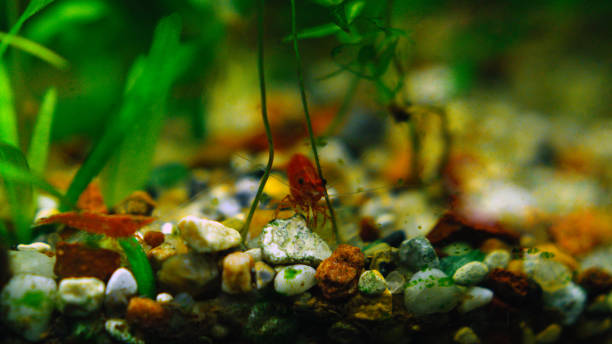 istock Red shrimp on the rocks among the algae in the aquarium. 902196542