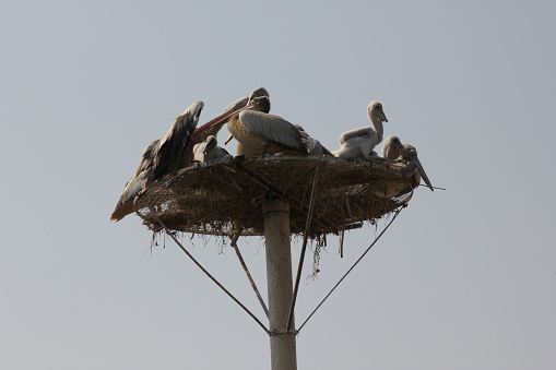 Pelicans in Kolleru Bird Sanctuary, 673 square kilometers fresh water lake, and recognised in Ramsar Convention for International importance in 2002,AP, India