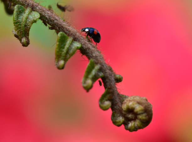 Ladybird on Fern stock photo