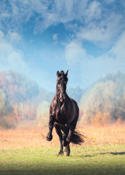 Big Black Friesian Horse Galliping In The Field On Autumn Background Stock  Photo - Download Image Now - iStock