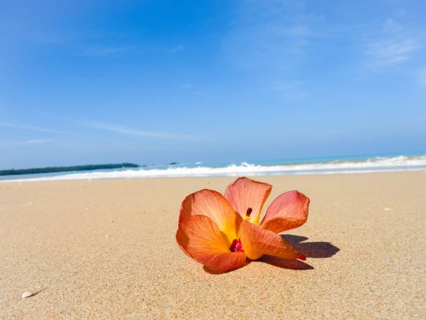 istock Beach at Khao Lak THailand 902199310