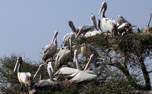 Pelicans in Kolleru Bird Sanctuary, 673 square kilometers fresh water lake, and recognised in Ramsar Convention for International importance in 2002,AP, India