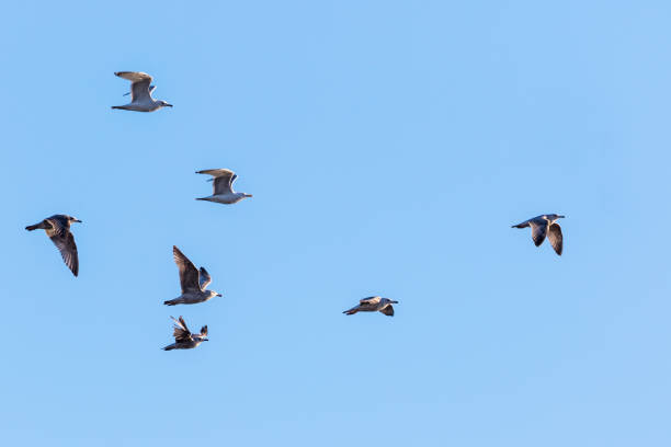 istock Flock of Herring gulls flying at the sky 902200380