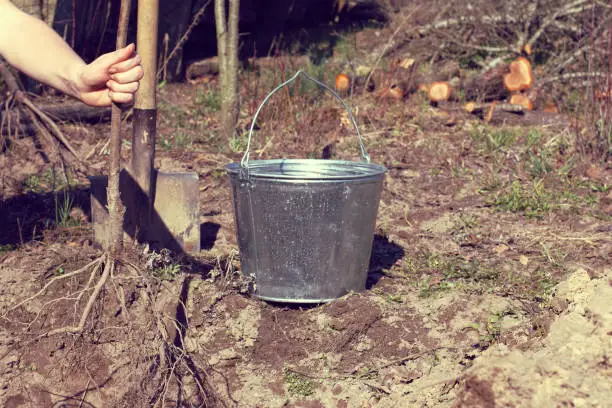 Gardener with a young tree seedling in his hand