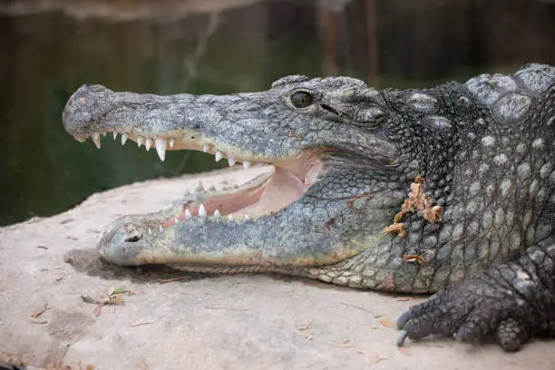 Photo of Nile Crocodile Head Closeup