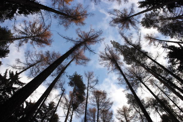 istock Tree and wild forest from autumn season 902202716