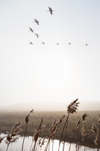 Cranes in the sky over misty landscape