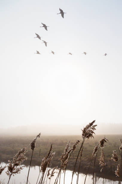 Cranes in the sky over misty landscape Cranes in the sky over misty landscape birds flying in sky stock pictures, royalty-free photos & images