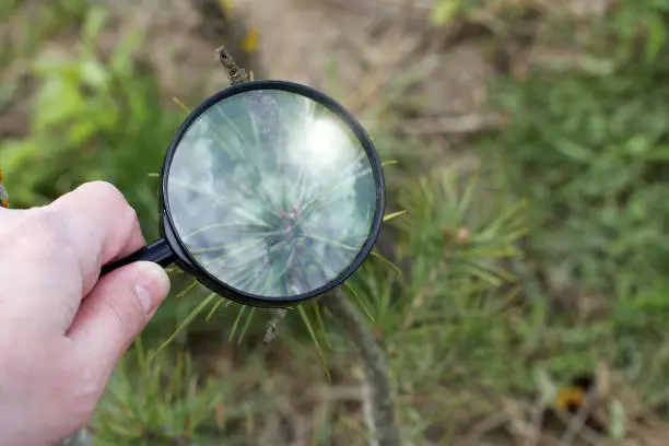 The gardener evaluates the shape of the trunk and pine branches through a magnifying glass