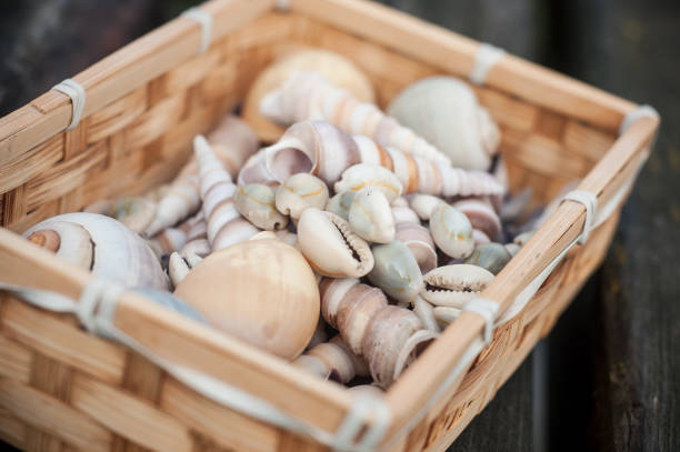 istock seashell in wooden basket on wooden table background 902206930