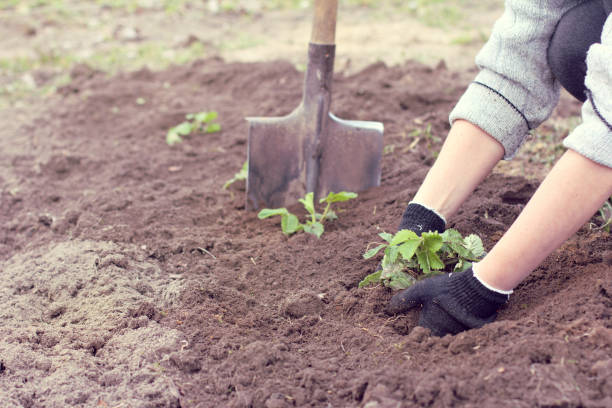 istock spring chores in the garden 902207208