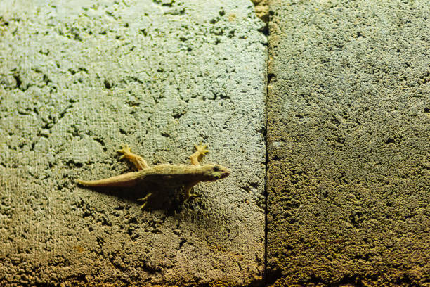 istock Close up lizard on the brick wall at night. Abstract background brick wall with lizard. Rough Surface of brick wall with lizard 902210114