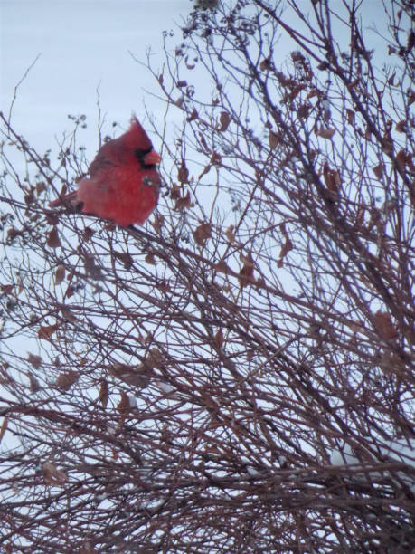blustery winter winds spowodować ten jaskrawo kolorowe mężczyzna kardynał bird puch się jego czerwone pióra w celu zniesienia zimno - blustery zdjęcia i obrazy z banku zdjęć