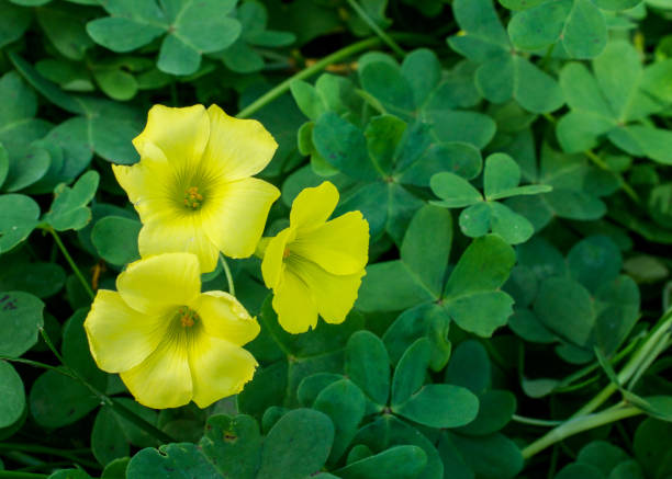 Yellow oxalis flowers in garden Closeup on yellow Oxalis flowers in the garden on springtime, leaves green background oxalis acetosella flowers stock pictures, royalty-free photos & images