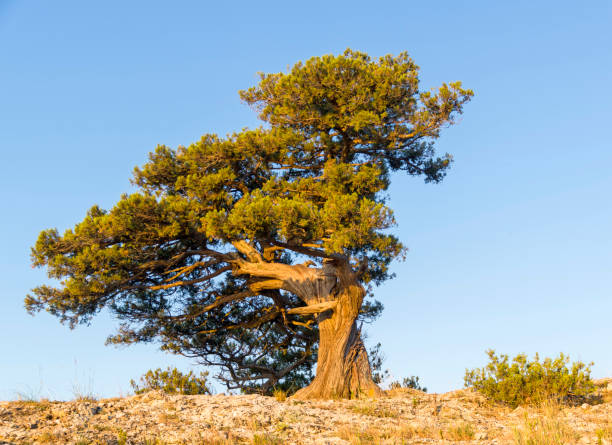Relict juniper against the blue cloudless sky. Relict juniper (Juniperus excelsa) against the blue cloudless sky. Karaul-Oba, Novyy Svet, Crimea. juniperus excelsa stock pictures, royalty-free photos & images