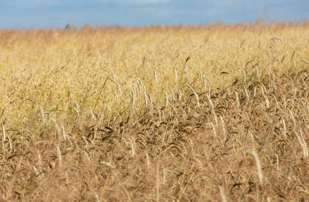 istock golden wheat in a farm field 902214704