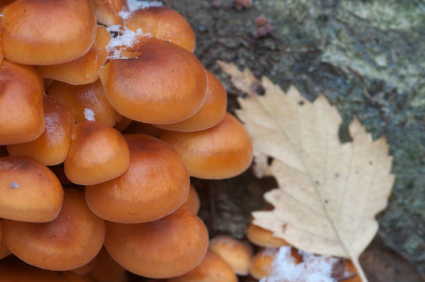istock Flammulina velutipes mushrooms 902217460