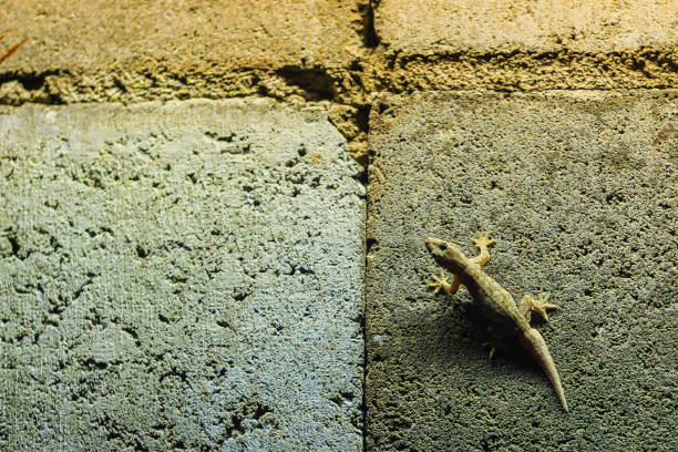 istock Close up lizard on the brick wall at night. Abstract background brick wall with lizard. Rough Surface of brick wall with lizard 902220612
