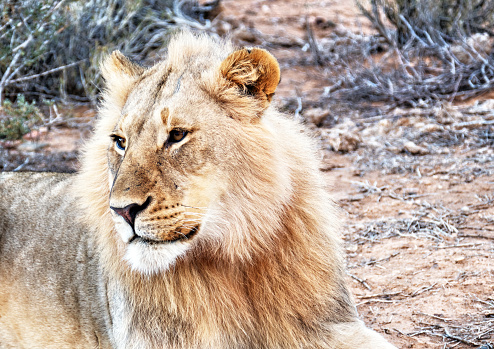 Close-up of a young  male  lion in the Sanbona Wildlife Reserve, located in the Little Karoo , in South Africa.