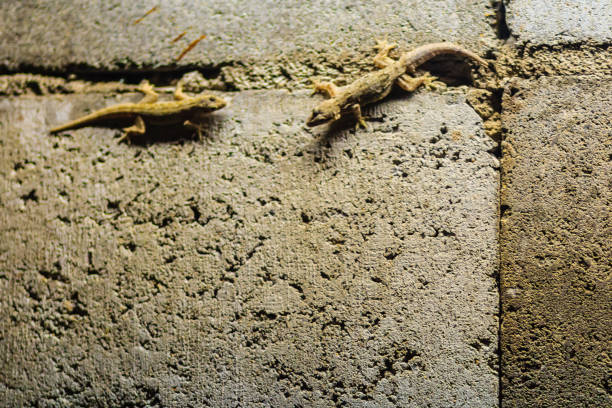 Close up lizard on the brick wall at night. Abstract background brick wall with lizard. Rough Surface of brick wall with lizard