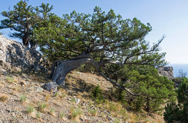 Old relic juniper  with a curved trunk. Old relic juniper (Juniperus excelsa) with a curved trunk on a mountain slope. Karaul-Oba, Novyy Svet, Crimea. juniperus excelsa stock pictures, royalty-free photos & images