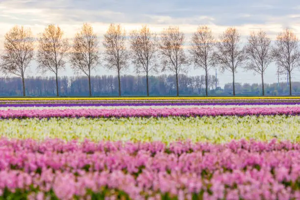 Photo of stunning dutch spring flower fields