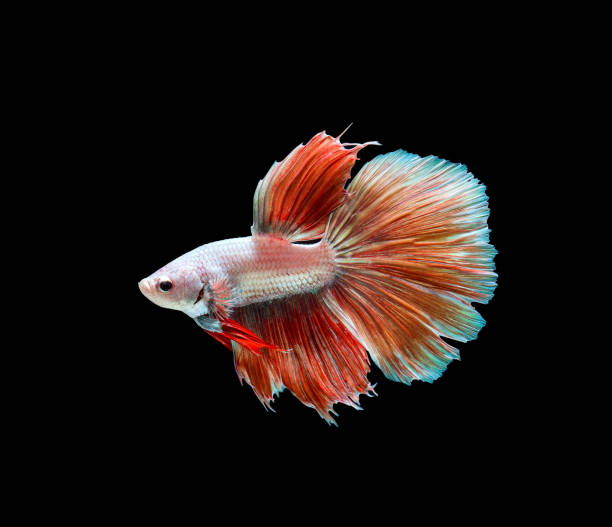 istock Betta fish siamese fighting fish betta splendens isolated on black background 902224340
