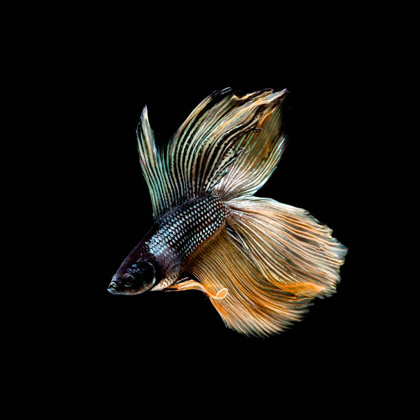 istock Betta fish siamese fighting fish betta splendens isolated on black background 902224344