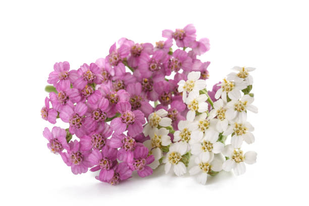 istock White and pink yarrow 902224402