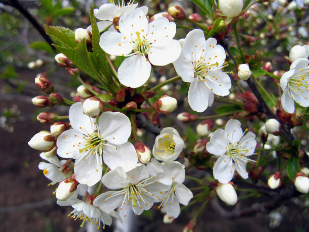istock Branch of a blossoming tree 902224496