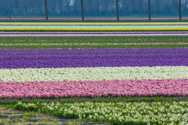 Photo of stunning dutch spring flower fields