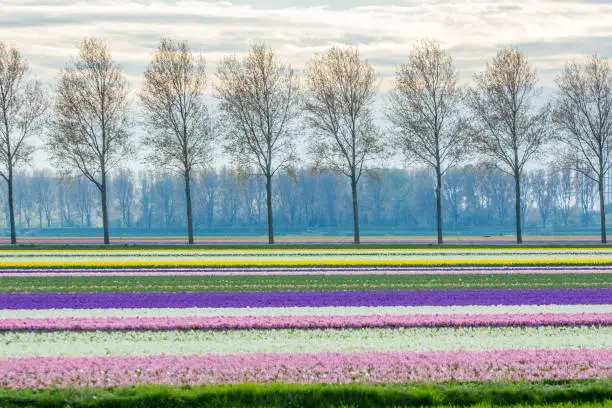 Photo of stunning dutch spring flower fields