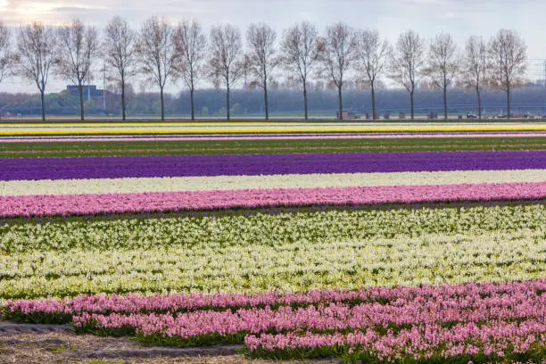 Photo of stunning dutch spring flower fields