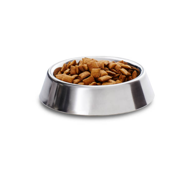 istock Cat food and feed bowl 902227464