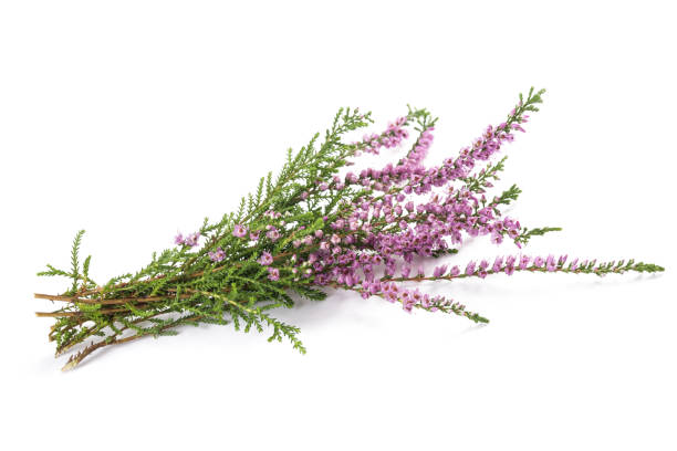 istock Purple heather flowers 902227778