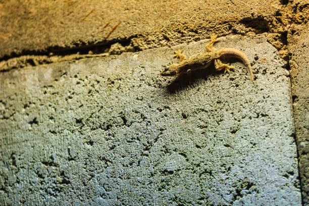 istock Close up lizard on the brick wall at night. Abstract background brick wall with lizard. Rough Surface of brick wall with lizard 902228220