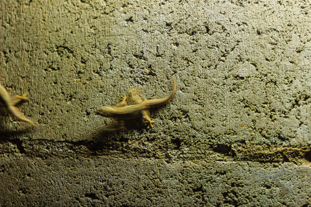 istock Close up lizard on the brick wall at night. Abstract background brick wall with lizard. Rough Surface of brick wall with lizard 902229092