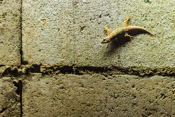 istock Close up lizard on the brick wall at night. Abstract background brick wall with lizard. Rough Surface of brick wall with lizard 902231260