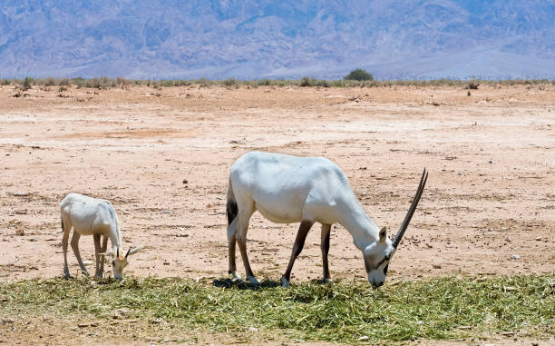 antelope, arabian oryx (oryx leucoryx)with baby in the nature reserve , eilat, israel - oryx gazella leucoryx imagens e fotografias de stock