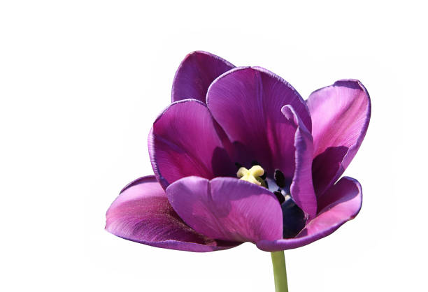 Close-up of beautiful purple tulip isolated on white