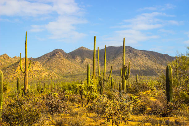 istock Field Of Saguaro Cactus 902231716