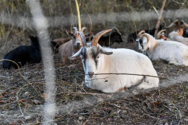 Goats being used for brush maintenance resting before their long day.