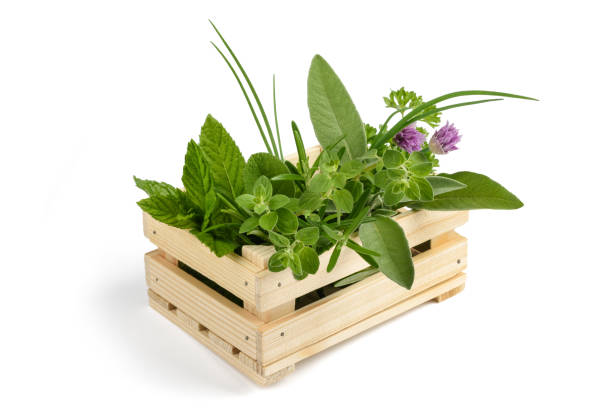 herbs in a crate herbs in a crate isolated on white herb crate thyme sage stock pictures, royalty-free photos & images