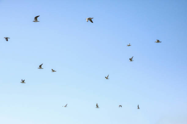 istock Flying Birds Seagulls in Blue Sky 902238158