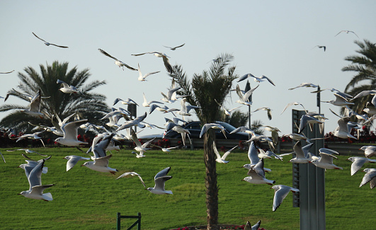 Flying Birds Seagulls in Blue Sky