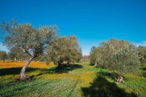 agricultural field in apulia . - winter farm vibrant color shadow imagens e fotografias de stock