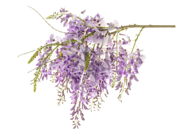 flores de glicina aislados - wisteria fotografías e imágenes de stock
